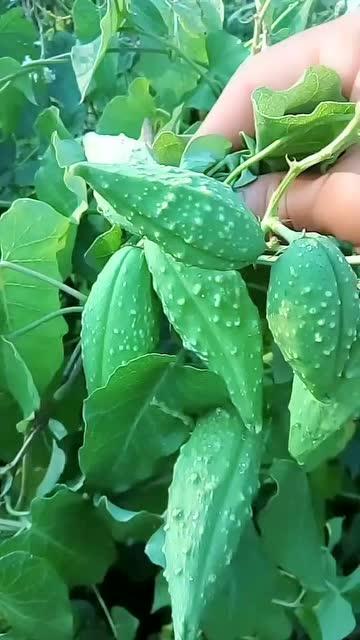 短棒瓢瓜怎么吃,短棒瓢瓜的多彩食法探索